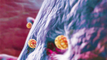 The cells of the RES, such as hepatic macrophages, uptake the ferumoxytol