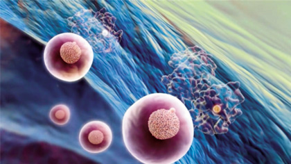 These vesicles either move to the macrophage cell membrane, where iron is picked up by the plasma protein transferrin, or release the iron for storage in ferritin.